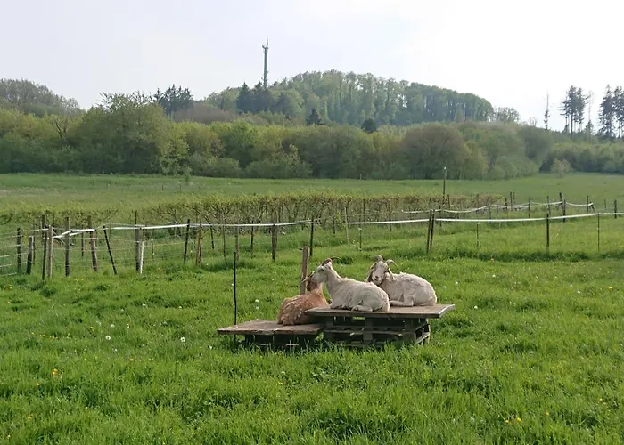 Am Hochkelberg Apartment